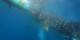 Philippines - 2012-01-16 - 143 - Whale Shark Beach
